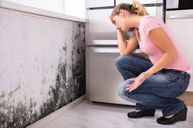 Leland Grove, IL Mold Removal Services Company